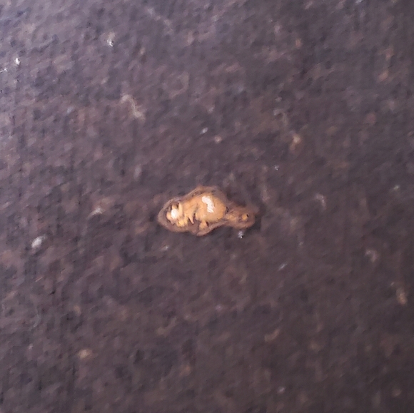 Roots Athletics Sweater - Picture 3 of 4